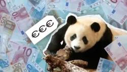 Rising tensions? Hand over the panda! This is China's panda diplomacy