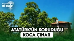 The Story of the 400-Year-Old Plane Tree for Which Atatürk Moved a Mansion | Monument Trees Part 1