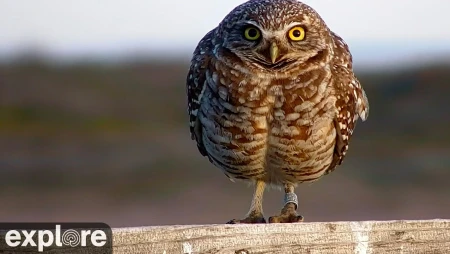 Burrowing Owl Nest Cam in Oregon